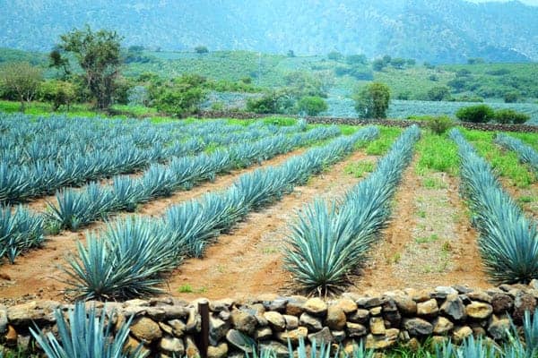 Paisaje Agavero, Tequila, Jalisco, Los Sabores de México