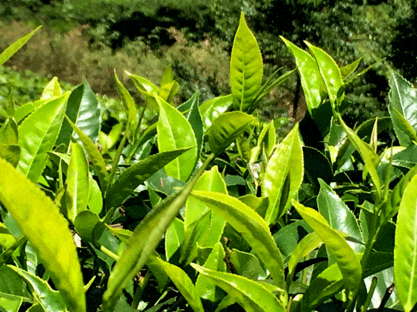 Plantios de té en Munnar, Kerala, India
