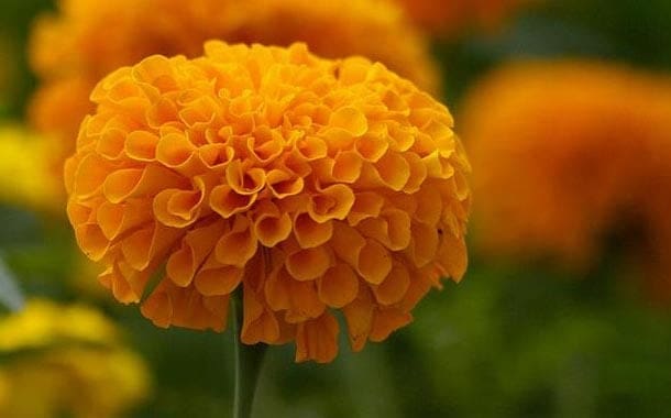 Flor de cempasúchil, esencia que florece este Día de Muertos